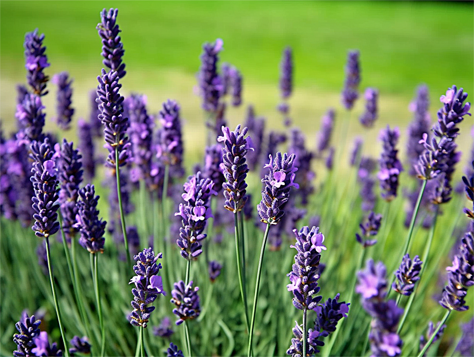 Flower Paint By Numbers Kits UK MJ2626