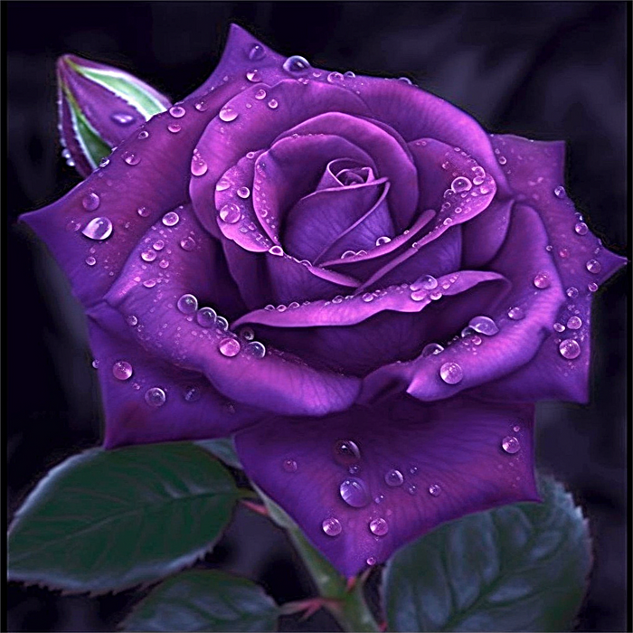 Rose Paint By Numbers Kits UK MJ2667