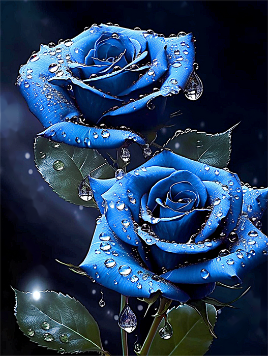 Rose Paint By Numbers Kits UK MJ2693