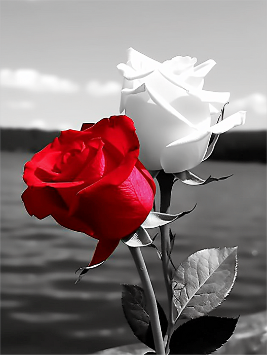 Rose Paint By Numbers Kits UK MJ2703