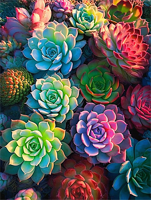 Plant Paint By Numbers Kits UK MJ2779