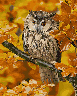 Owl Diy Paint By Numbers Kits UK For Adult Kids GX27942