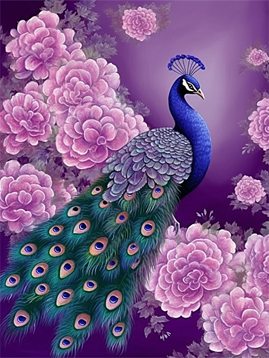 Peacock Paint By Numbers Kits UK MJ1605